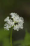 White baneberry <BR>Doll's eyes